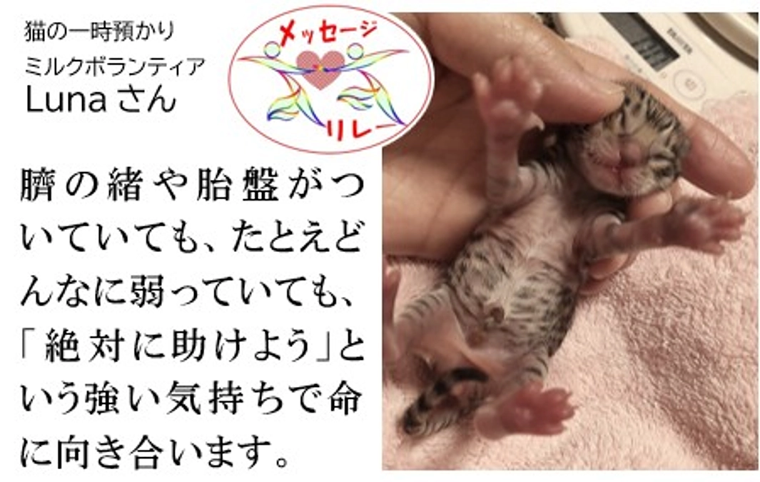 リレー１４．人間優先の世界で苦しんでいる動物の命を１匹でも救うこと