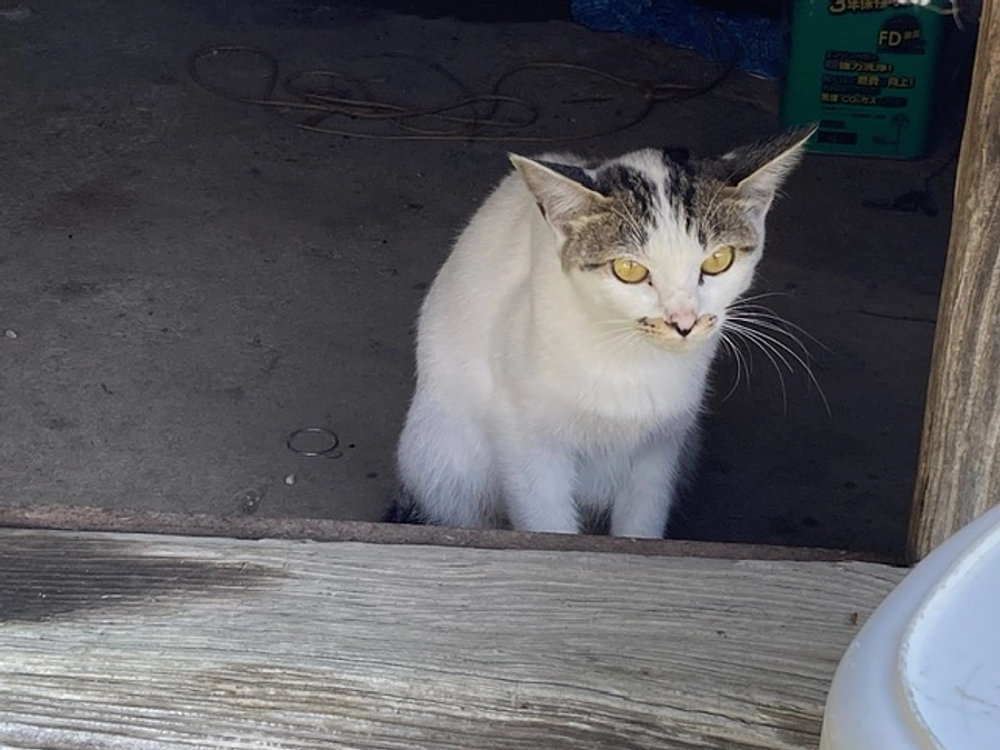 子猫より先に大人猫を