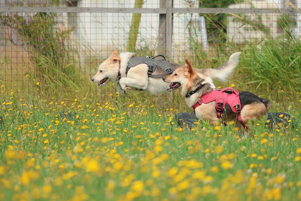 クラウドファンディング終了のお知らせと御礼