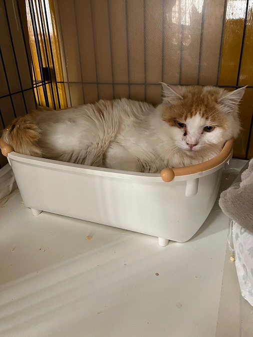 この度のTNRで保護した子達