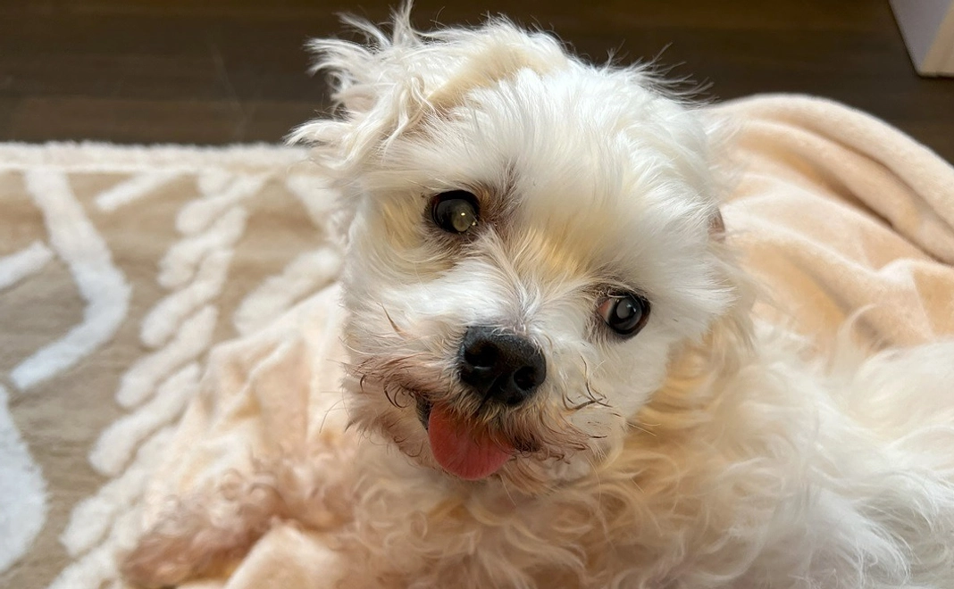 てんてんへのご支援3000