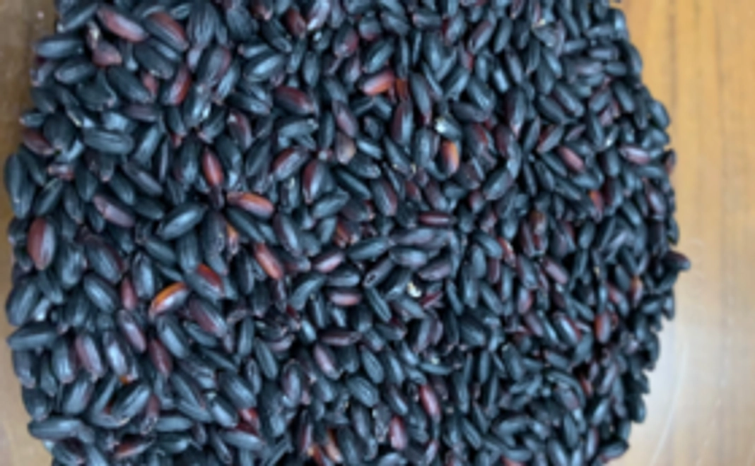 健康古代米　黒米（朝紫）1.8kg