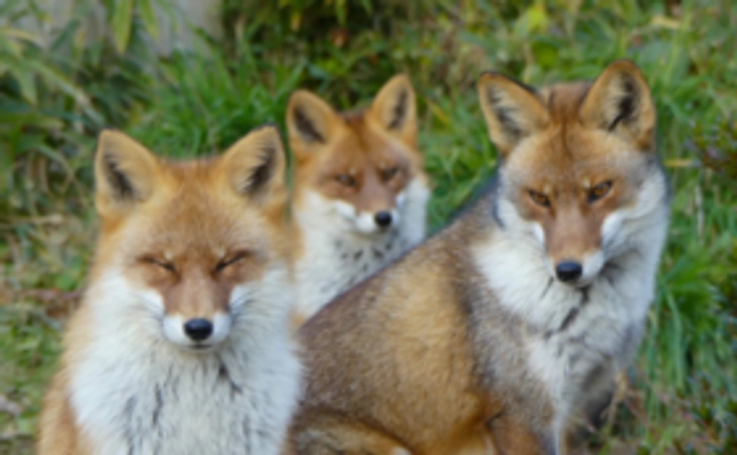 「ホントの夜の動物園」応援コース