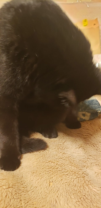 銀のスプーンで何とか