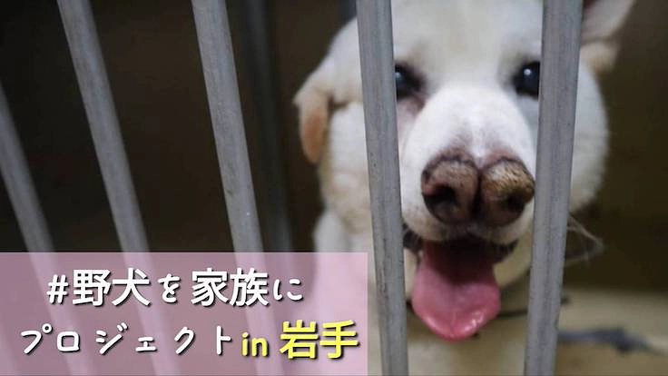 『野犬』も安心して暮らせる保護施設を岩手に作りたい
