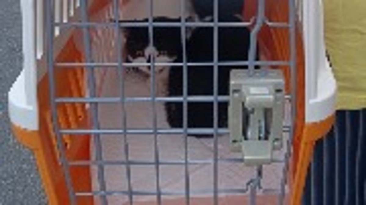 子猫の搬送と、相談の現場へ