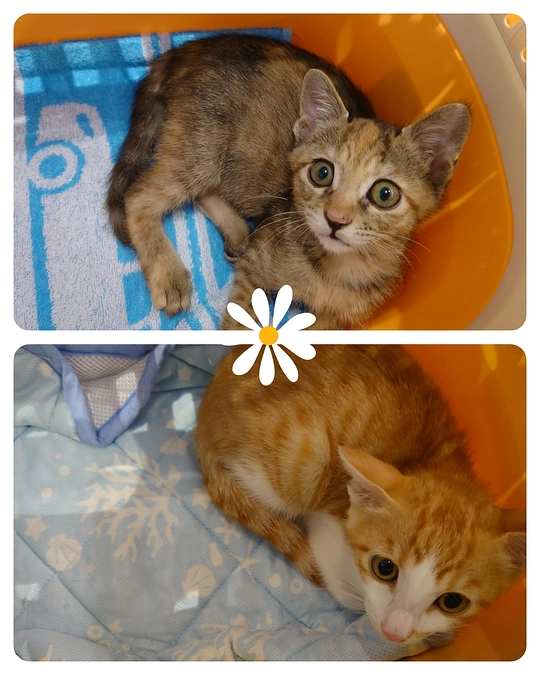 大変な事にＦＩＰ発症！