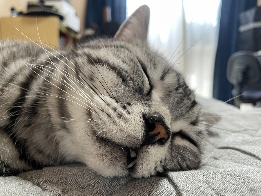 本日の銀時(投薬68日目)