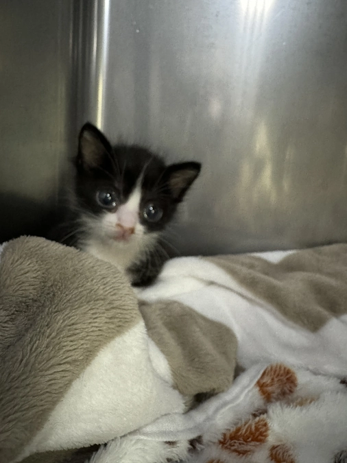 ただひたすらに保護活動をしています