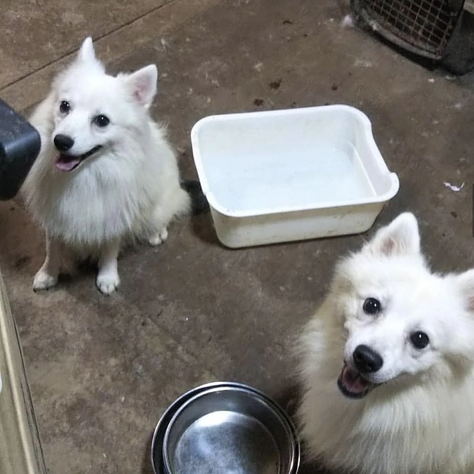 レーベンがやってきたこと　すぐ近くのお家の中で