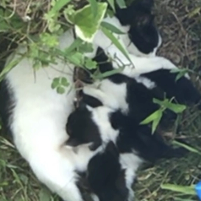 猫と共存する 実は大切な天使さん