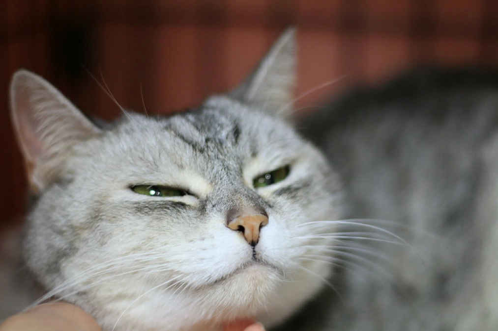 「キャシー」と進捗状況のご報告