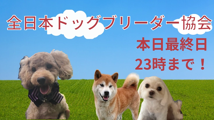 リタイア犬の明るい未来のために｜新パートナーとの縁結びにご支援を！