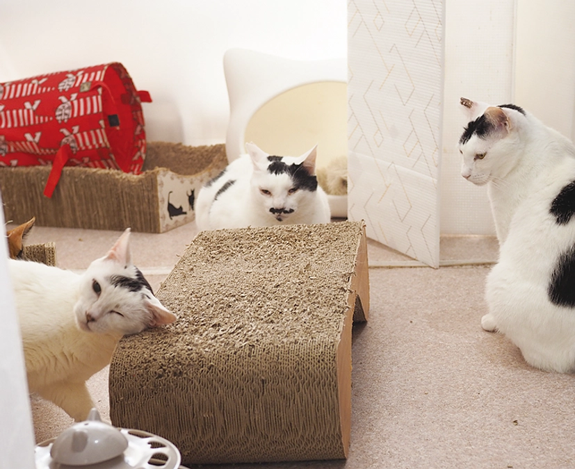 八王子わんにゃんシェルターを継続させるためのお願いです。。