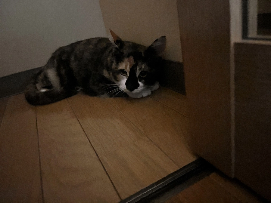 先週、はなちゃんの里親が決まってました！