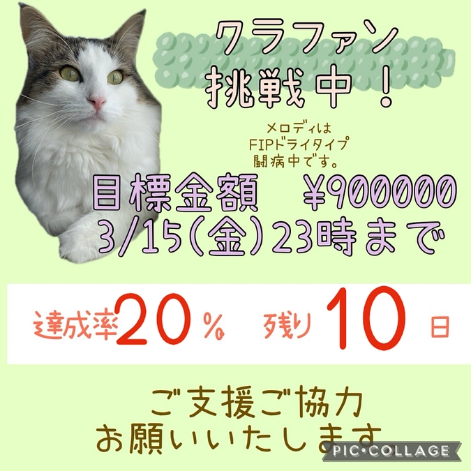 ご支援報告🐈