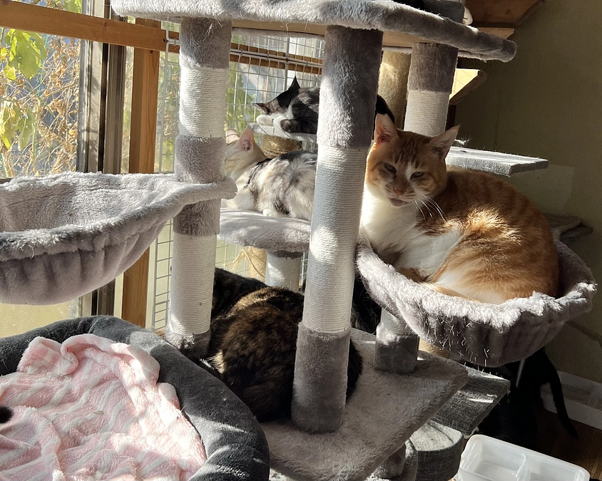 【本日 21時～シェルターにてインスタライブ】