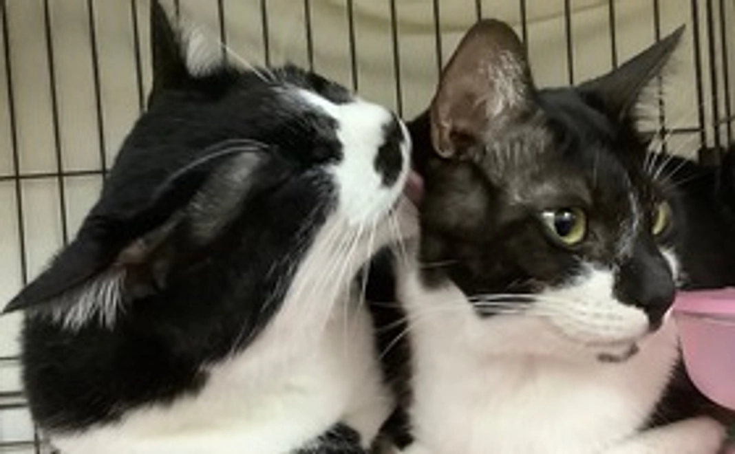 ホームページにお名前掲載