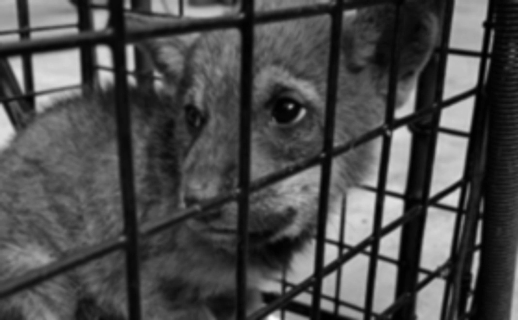 Ｃしっぽコース 2