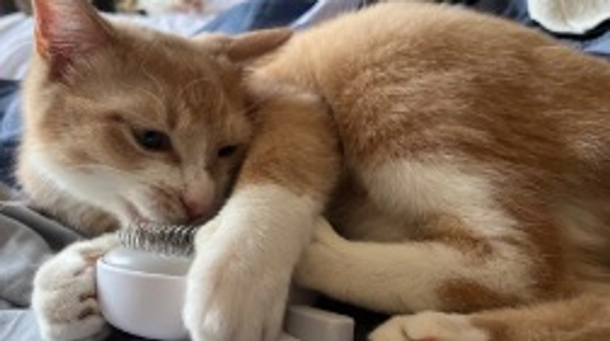 【定期診察５回目】