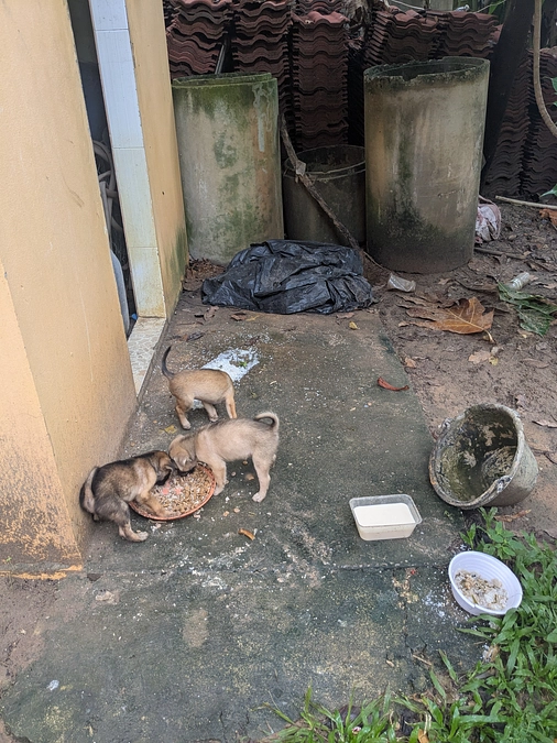 【ご支援ありがとうございました！】残された3匹の子犬への予防接種