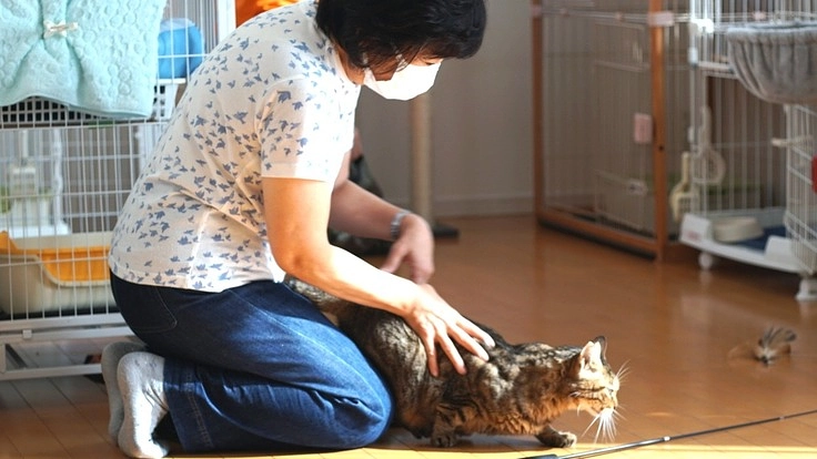 保護猫活動、シェルター運営費用サポートのお願い