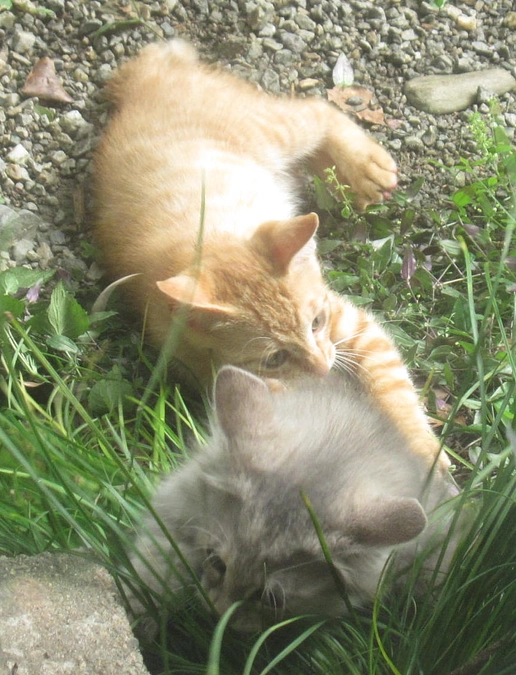 ちびっ子猫担当の黒猫「春治さん」