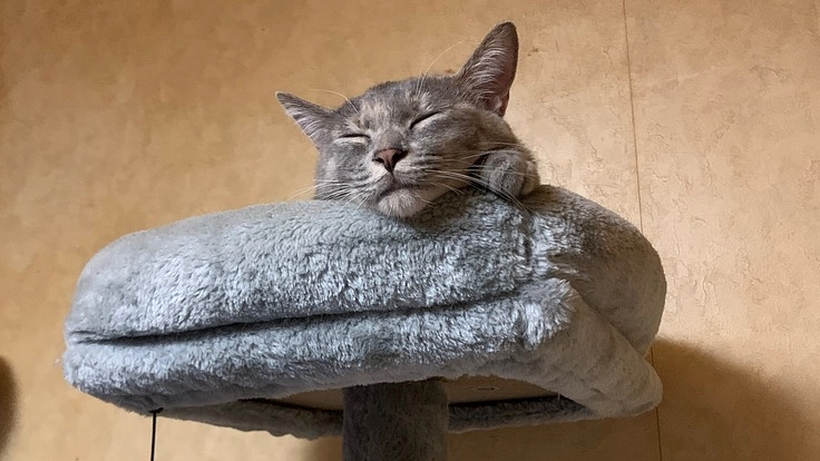 FIPの保護猫、ロビンにご協力お願いします。