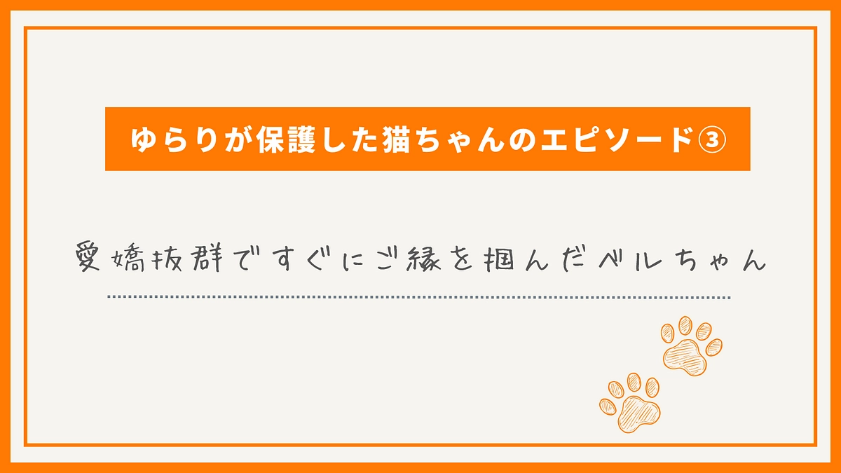 ゆらりが保護した猫ちゃんのエピソード③ 愛嬌抜群ですぐにご縁を掴んだベルちゃん