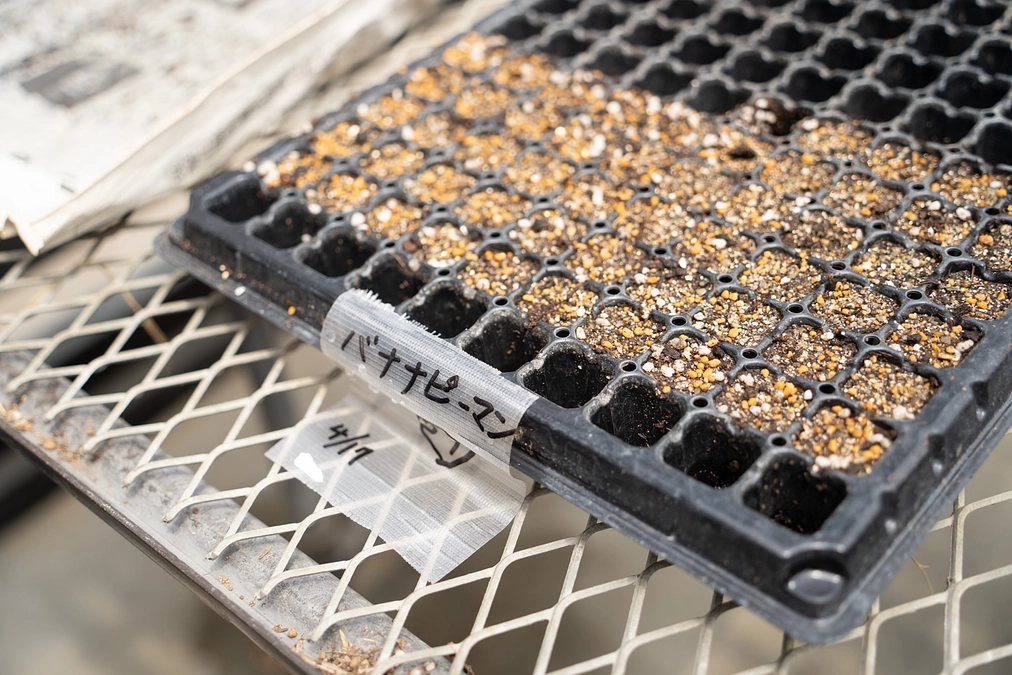 「ちょっと珍しい特選野菜３種」が決定しました！