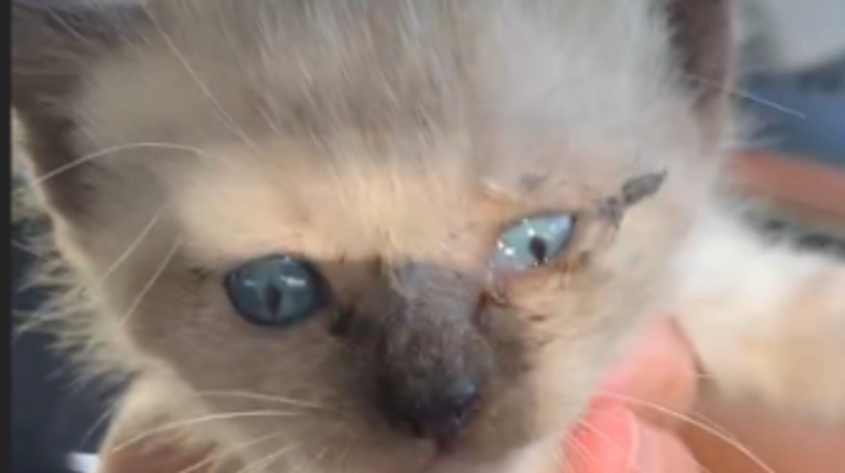 どこから来たのか？