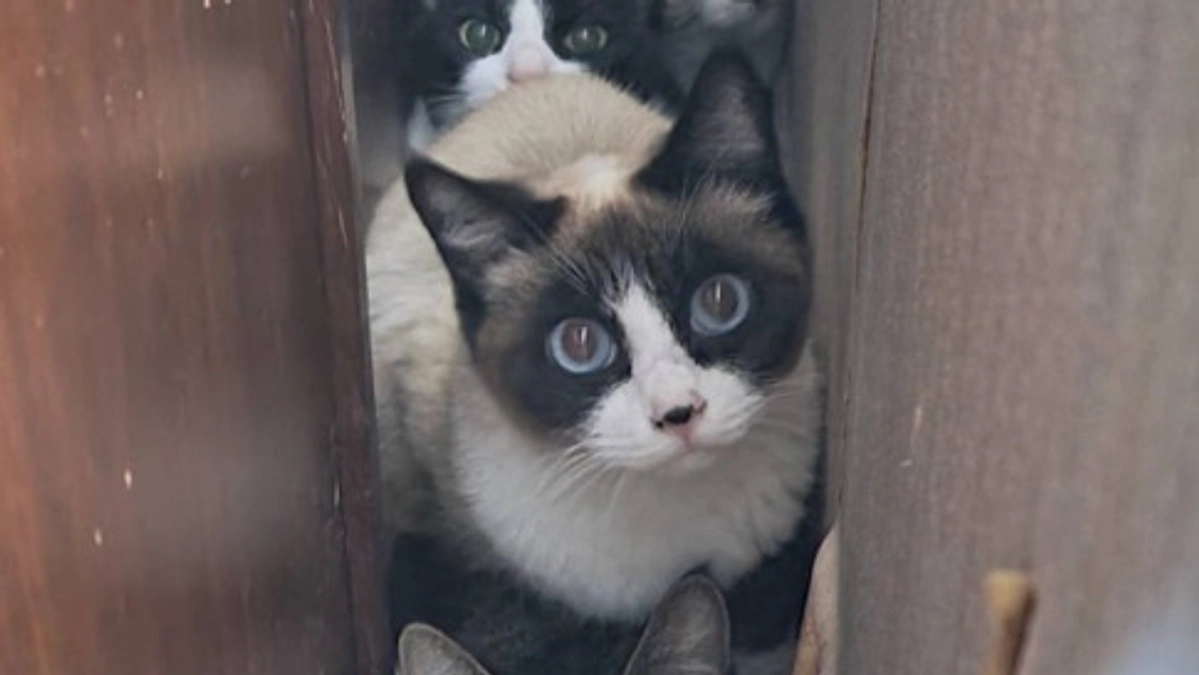 【取り残された猫たち】続報