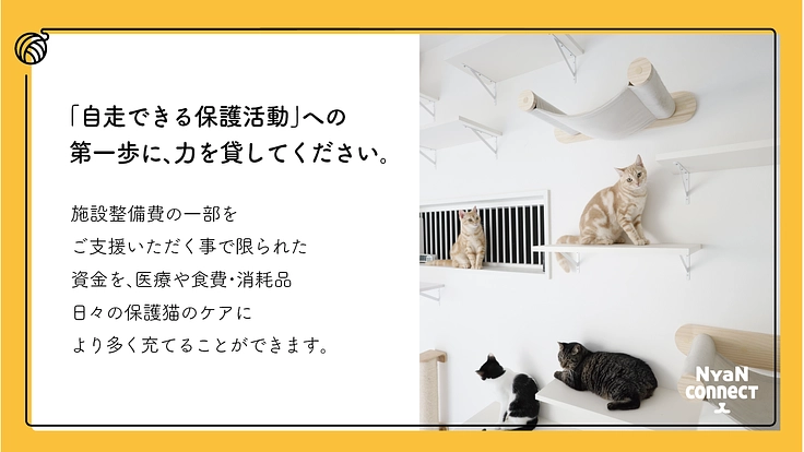 保護猫カフェ開業へ。誰にも気にかけてもらえない命を0に! 8枚目