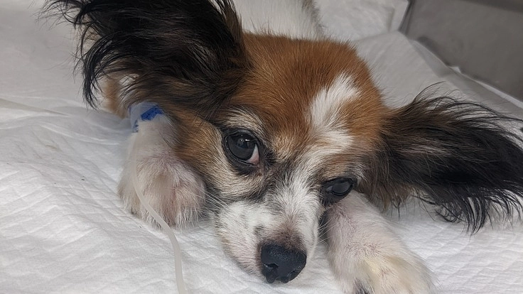 あんず♀（11歳）悪性リンパ腫抗がん剤治療にご支援願います！