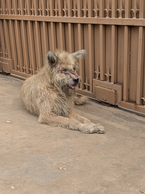 投薬中の犬の近くの家の飼い犬がひどい状態だと発覚！