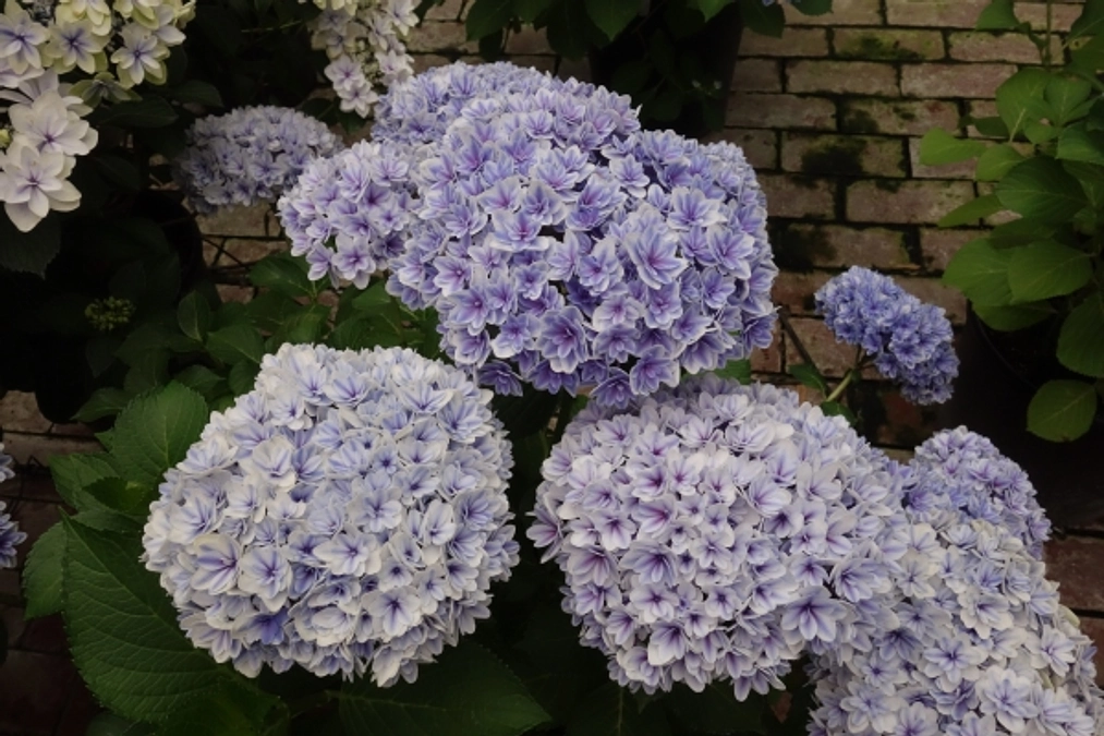 今プロジェクトで植栽するアジサイをご紹介します。