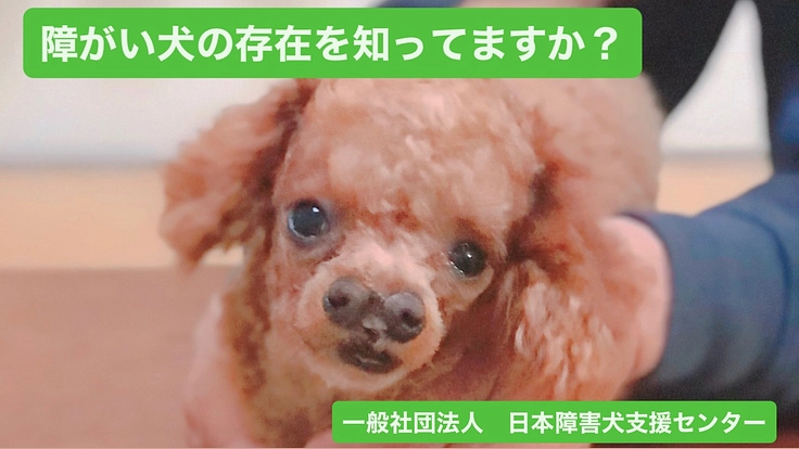 障がい犬の施設に支援をお願いします。
