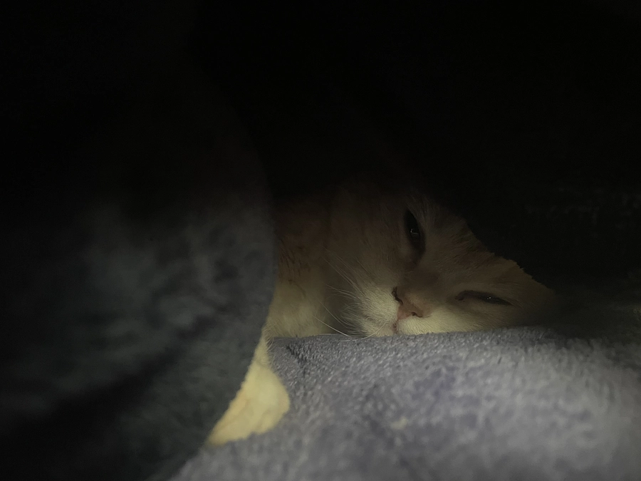 薬が効いてるかな？だいたい寝てます😿