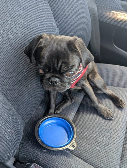 ユッケ体調不良です