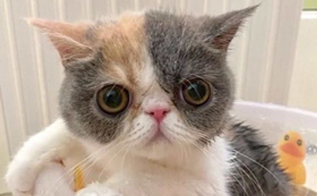 お嬢応援コース　お礼メール＋お嬢の画像1枚