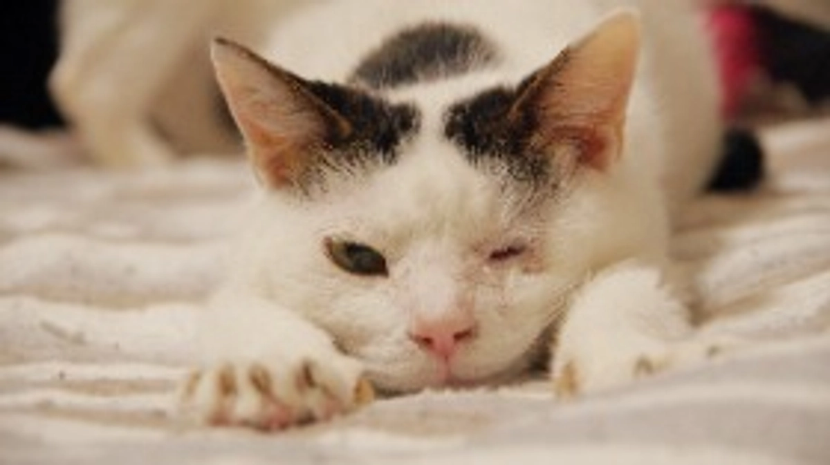 隻眼の保護猫「ラビ」のこと２