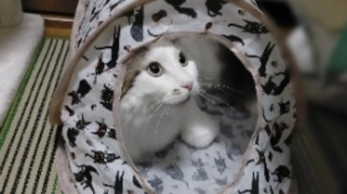 お腹出しスタイル堪能中😹