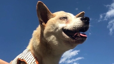 不幸な命ゼロを目指して！しっぽ村サポーター募集中 のトップ画像