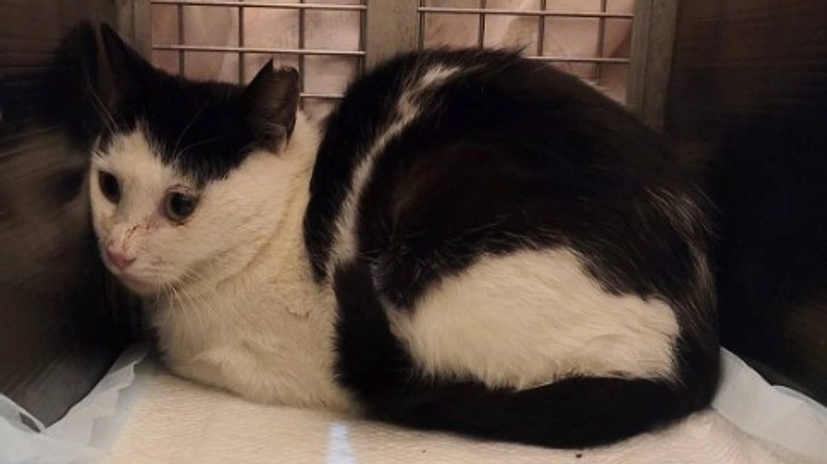 今週のTNR報告！