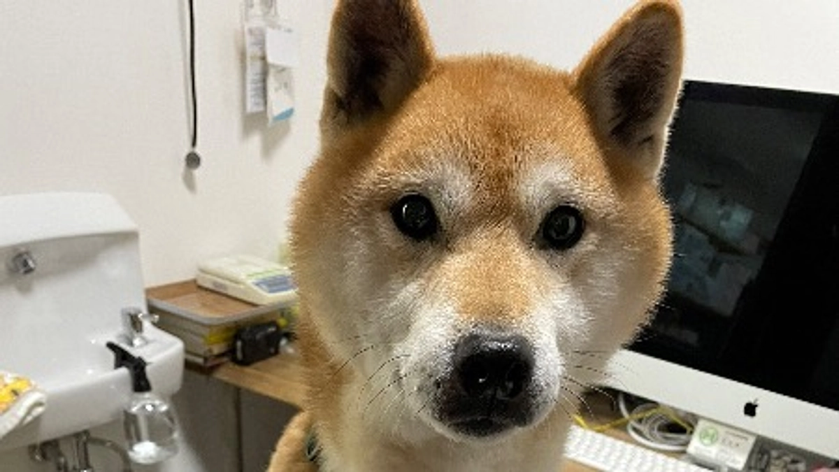 【まさの森活動報告⑰】！！里親さん募集中！！【急募】