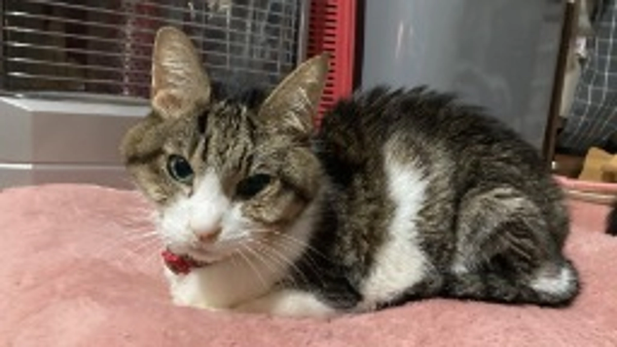 クラファン達成出来ました㊗️