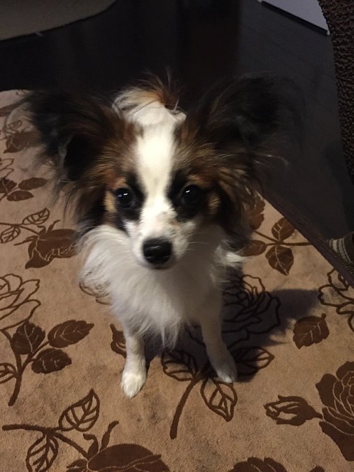 🌼*･保護犬として我が家へ🌼*･生い立ち