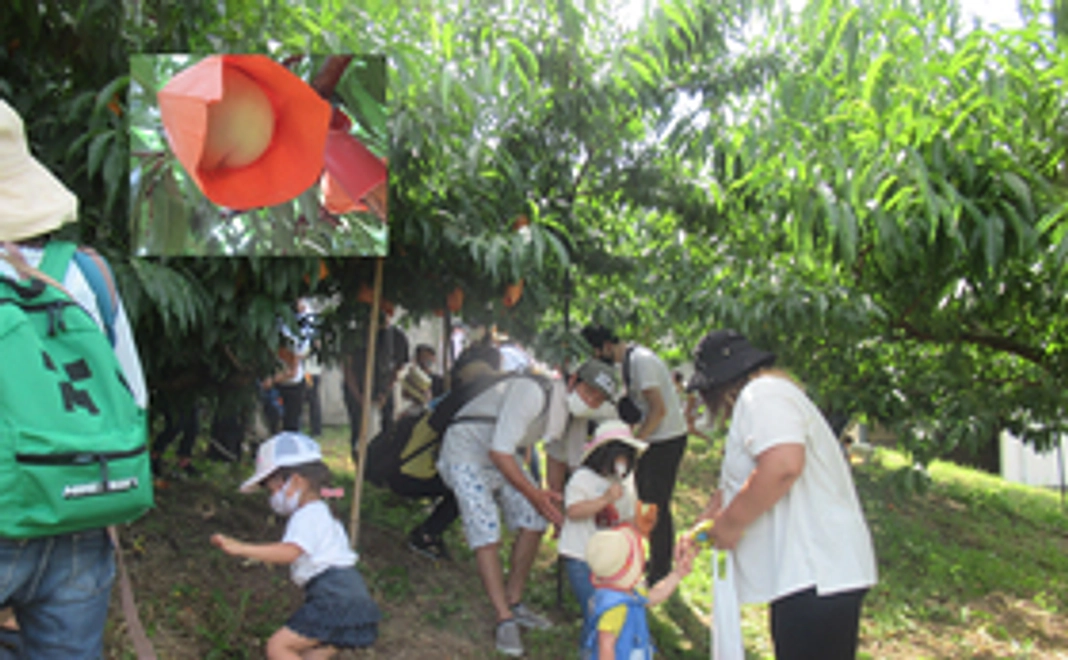 もぎたての「白桃」(2Kg)