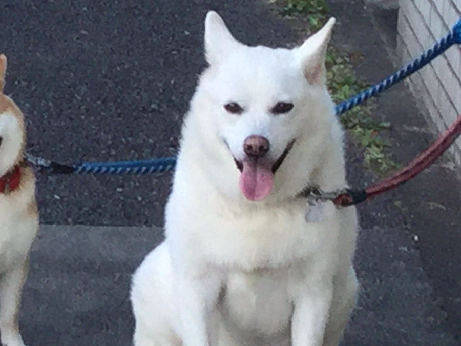 終の棲家に・・・今、向き合って。今更ながら、終の棲家の役割の重さと、辛さに潰れそうになっています。