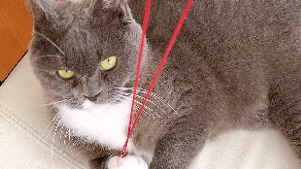 プロジェクト達成のご報告